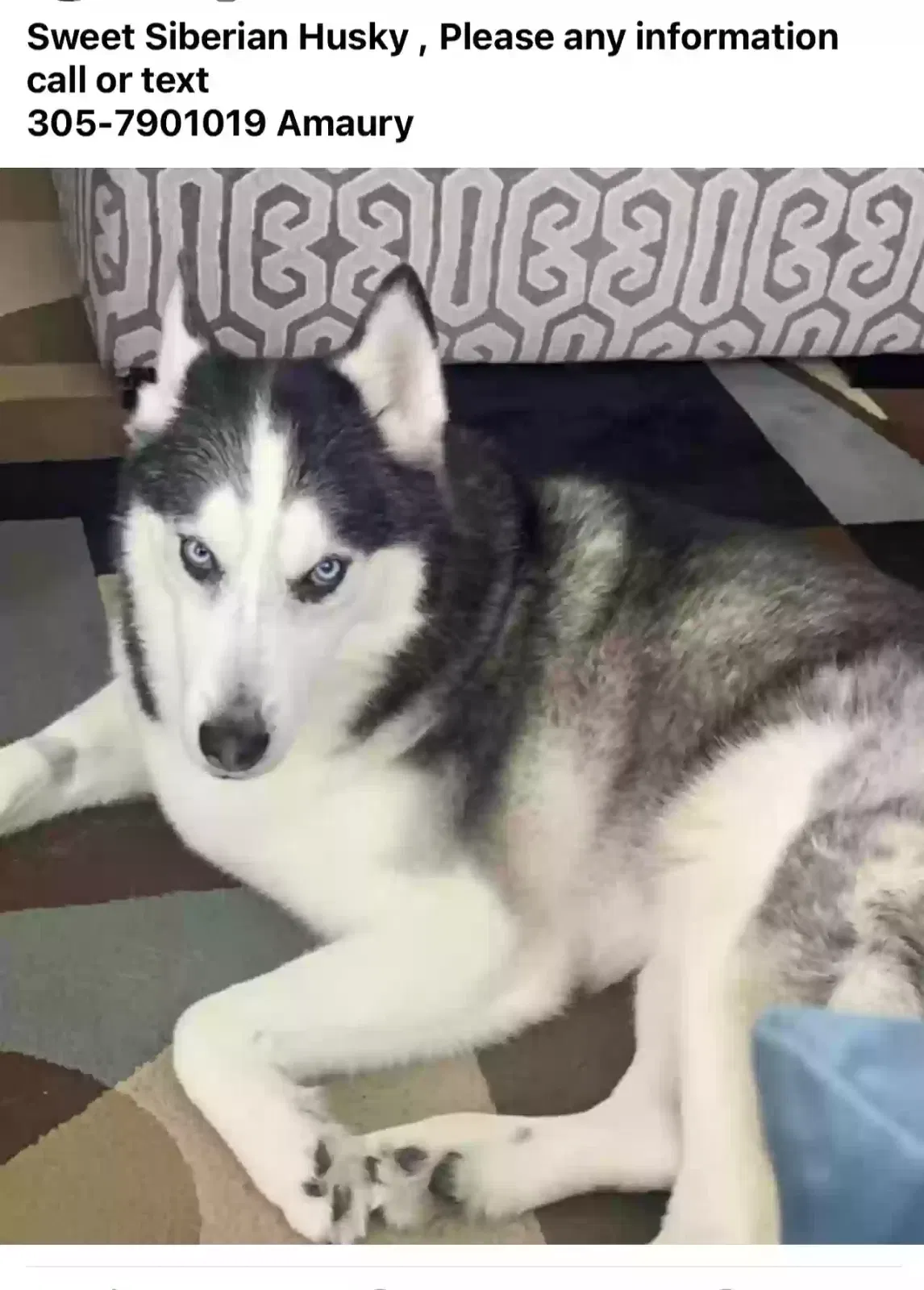 Lost dog in Miami, FL, 33170