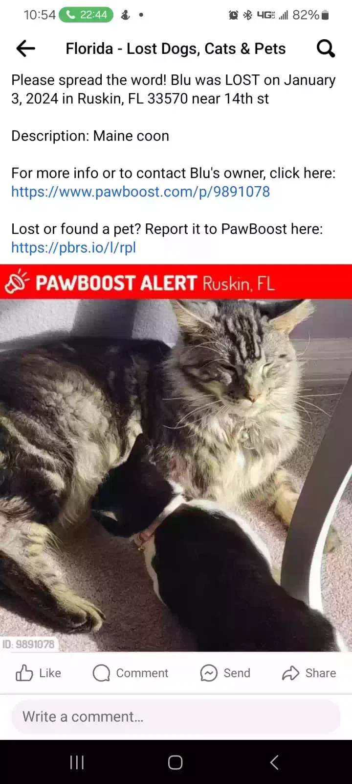 Lost cat in Ruskin, FL, 33570