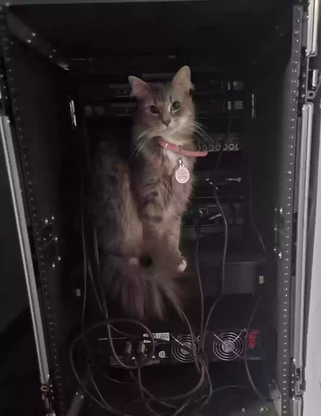 Lost cat in Longwood, FL, 32779