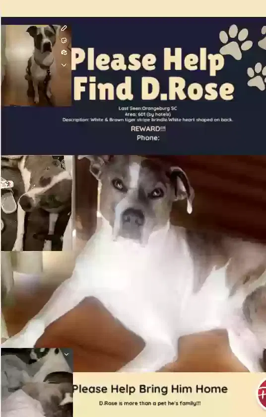 Lost dog in Orangeburg, SC, 29118