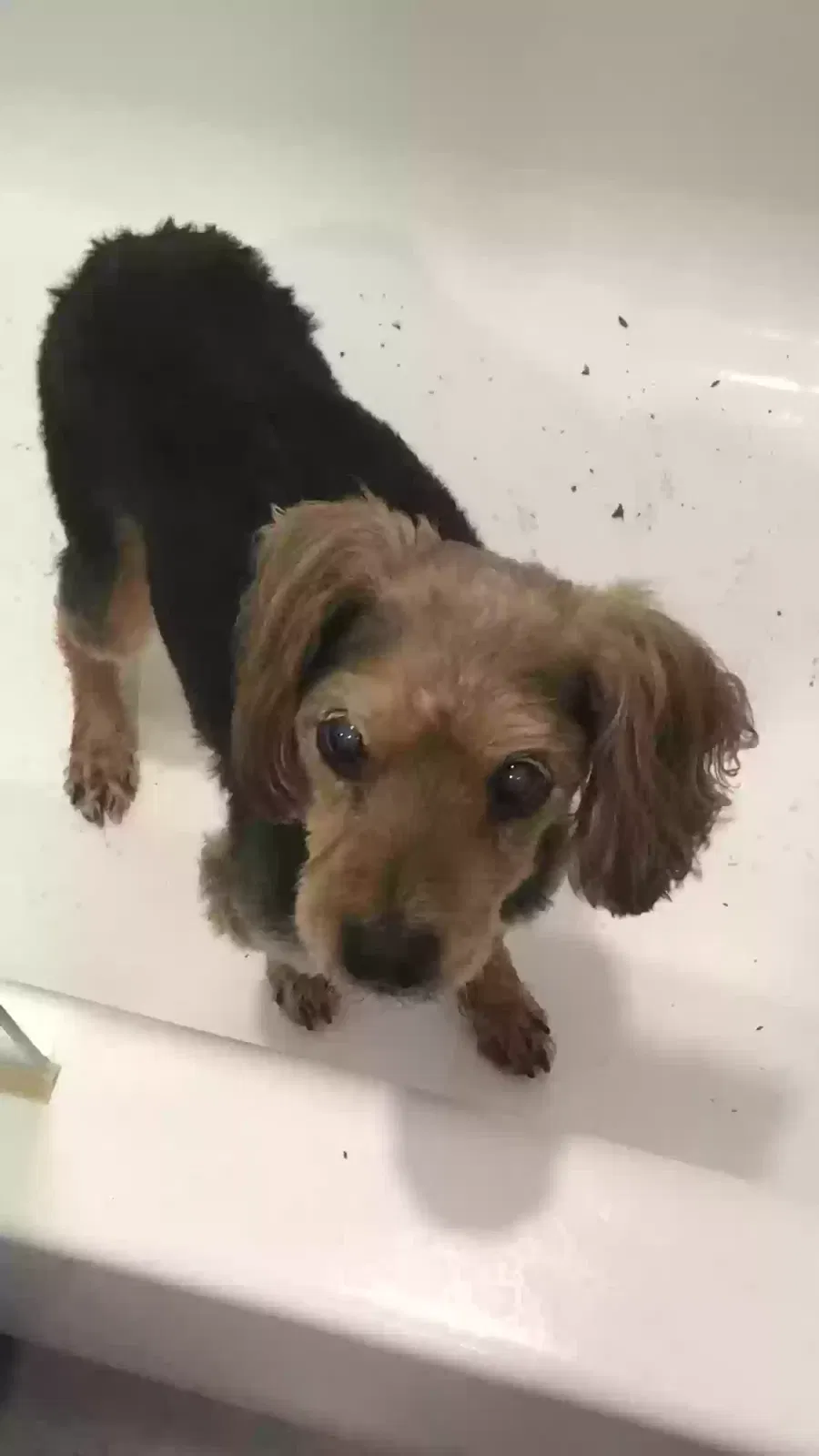 Lost dog in Chicago, IL, 60647