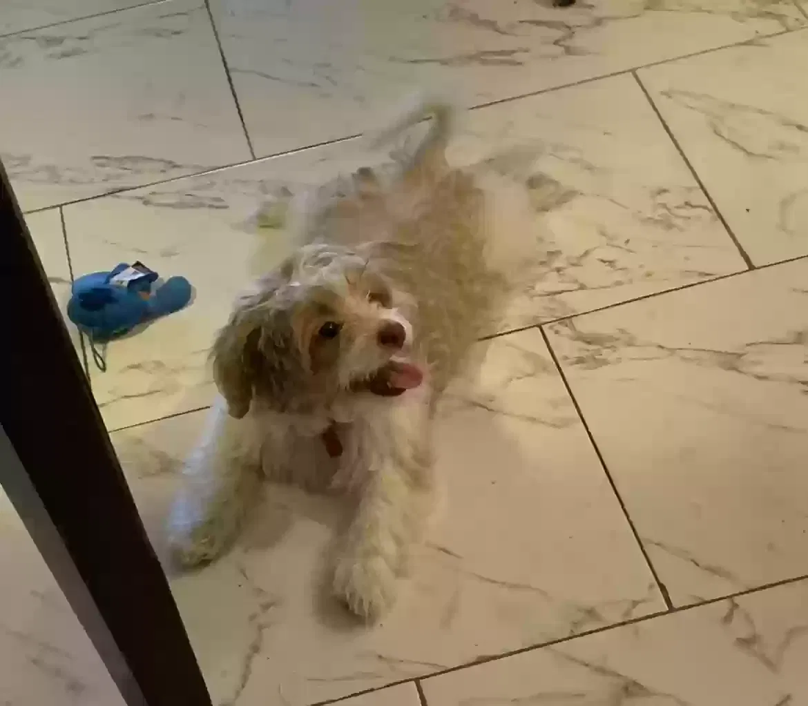 Lost dog in El Mirage, AZ, 85335