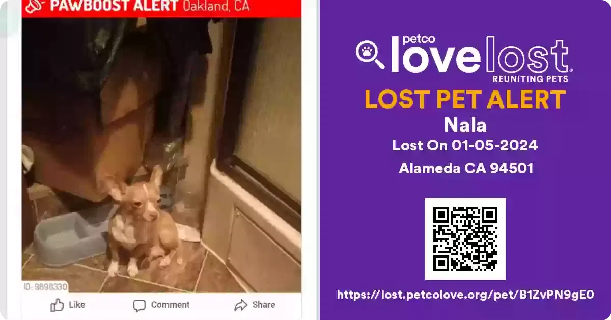Lost dog in Oakland, CA, 94601