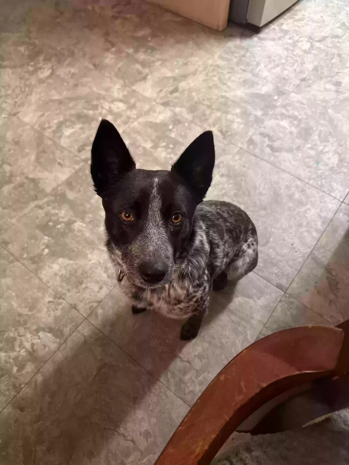 Lost dog in Nuevo, CA, 92567
