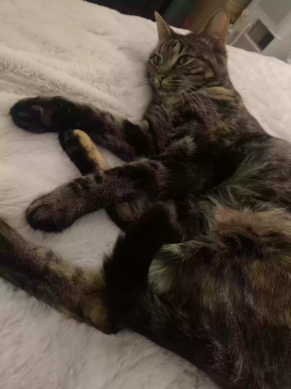 Lost cat in Lynnwood, WA, 98036