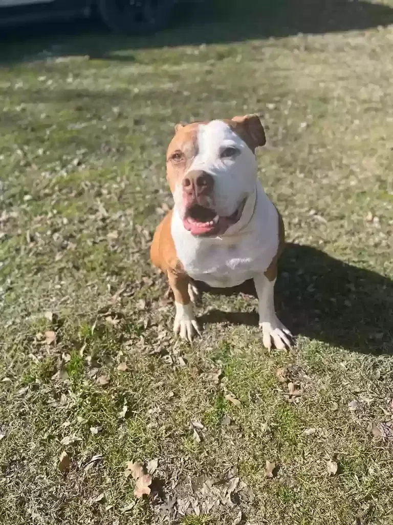 Found dog in Rockdale, TX, 76567