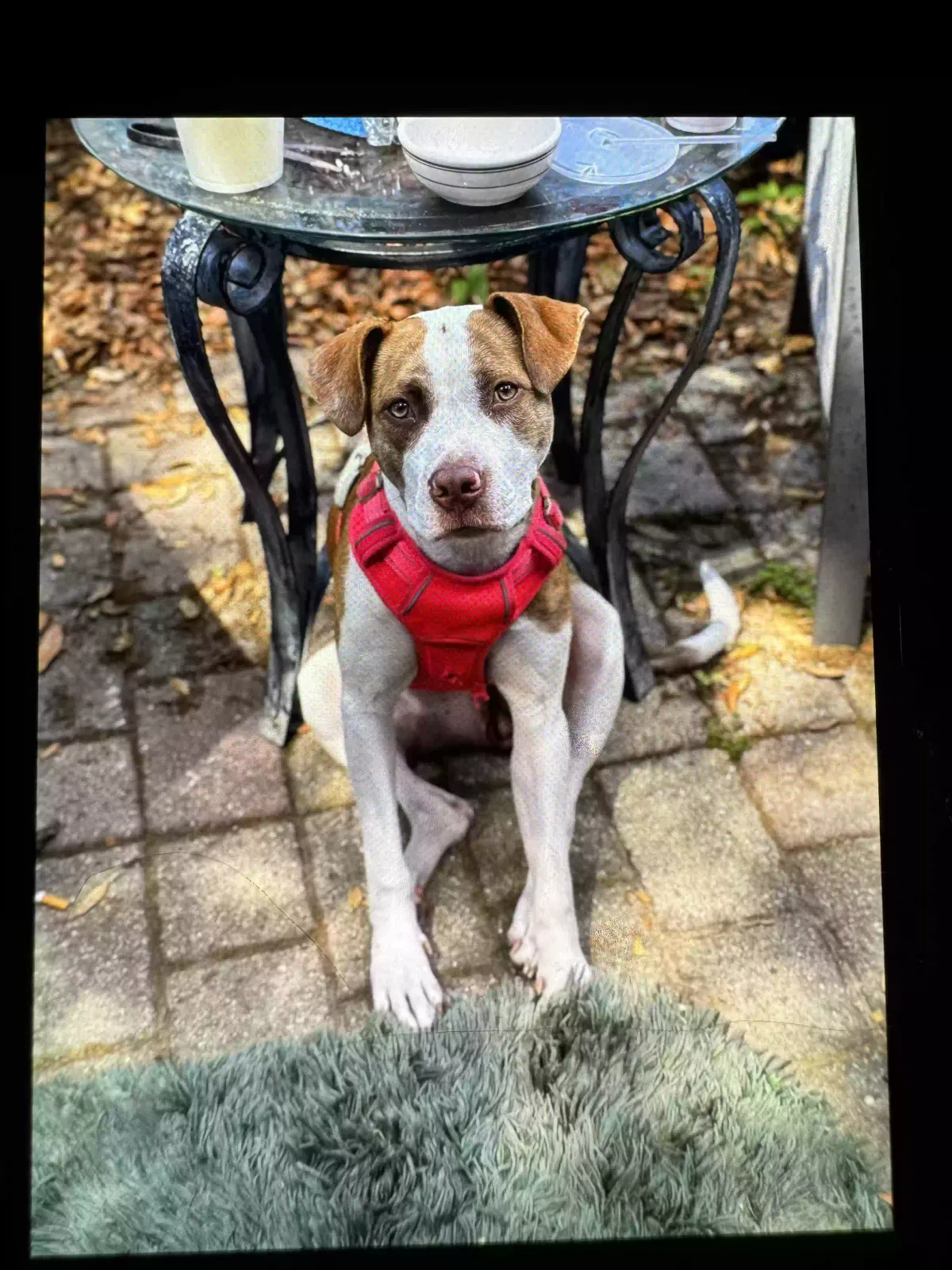 Lost dog in Spring Hill, FL, 34610