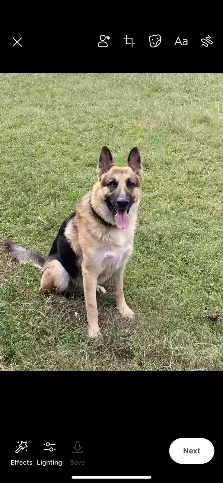 Lost dog in Dresden, TN, 38225