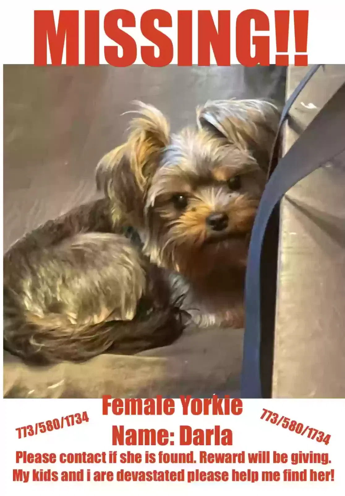 Lost dog in Maywood, IL, 60153