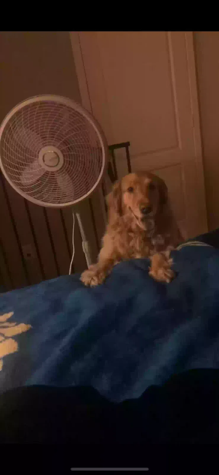 Lost dog in Phoenix, AZ, 85041