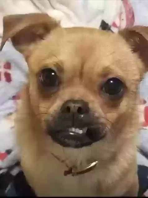 Lost dog in Louisville, KY, 40202