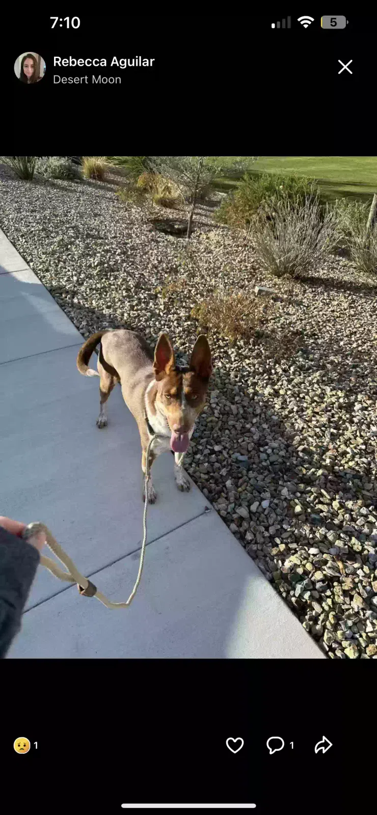 Found dog in Buckeye, AZ, 85326