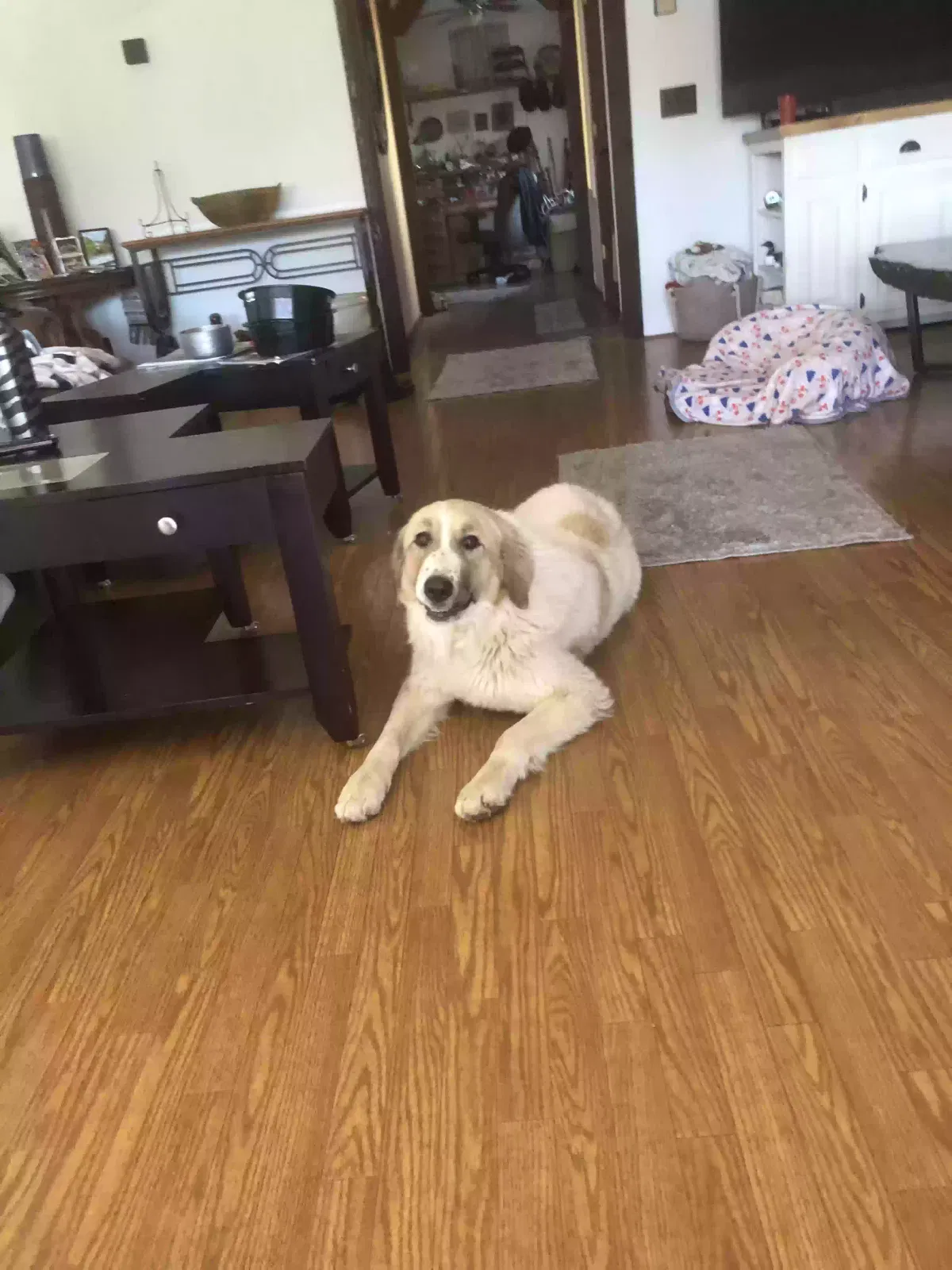 Found dog in Cape Fair, MO, 65624