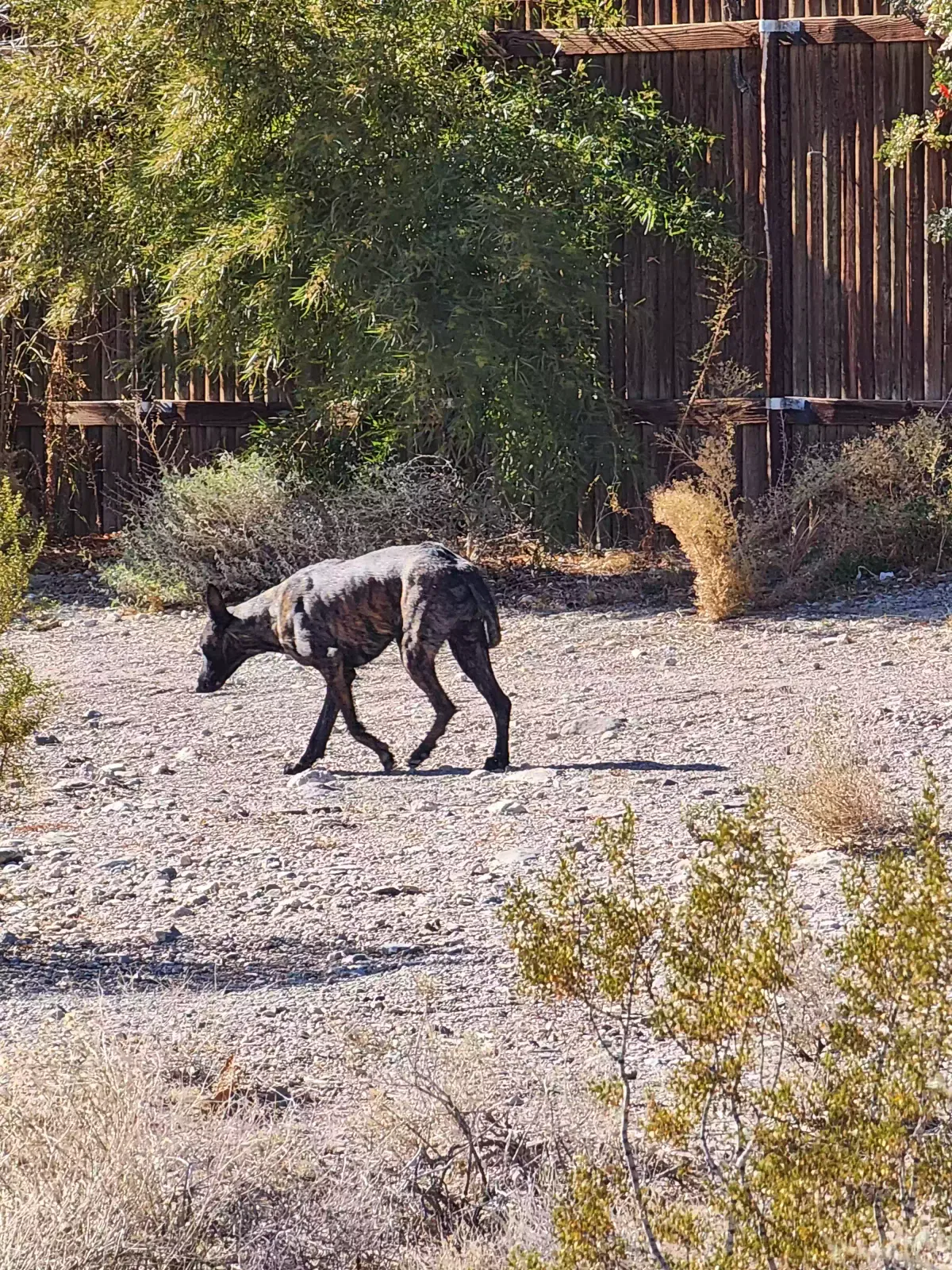 Found dog in Las Vegas, NV, 89149