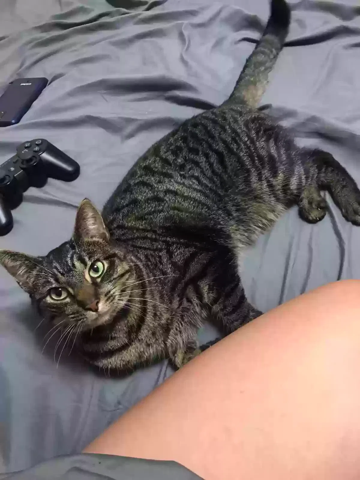 Lost cat in Colliers, WV, 26035
