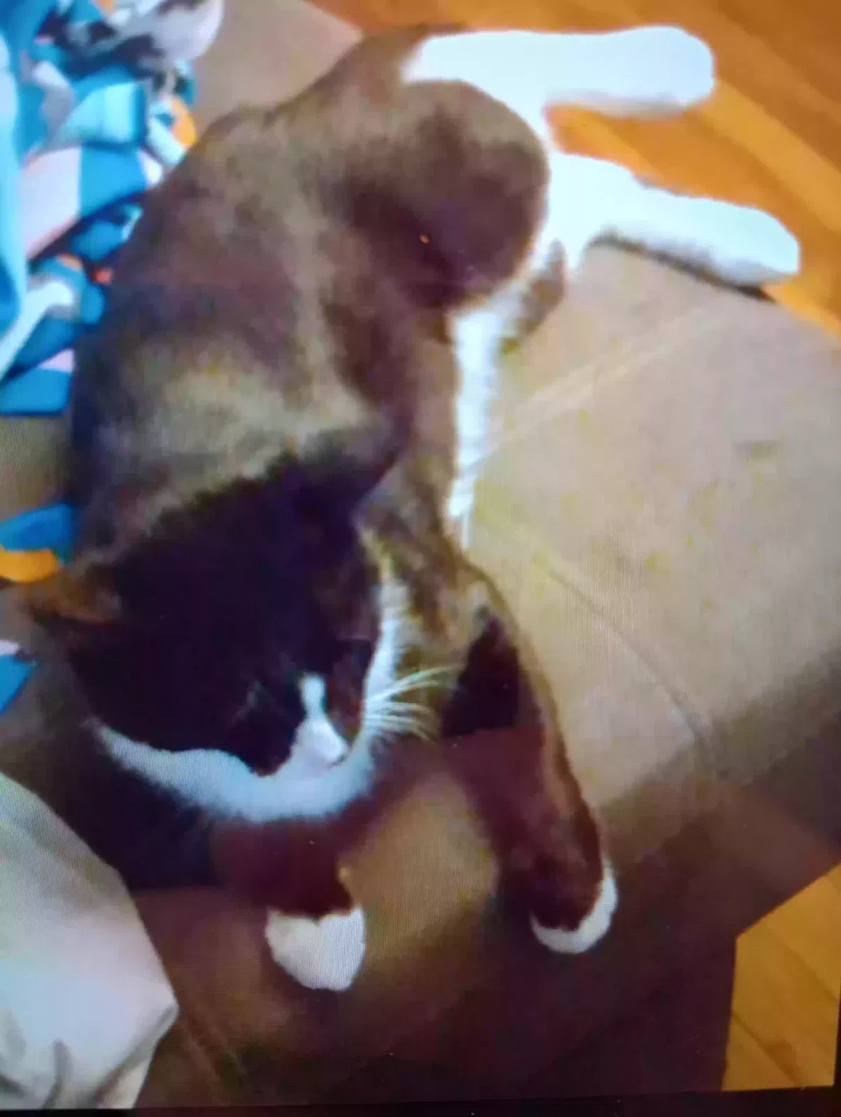 Lost cat in Williamstown, NJ, 8094