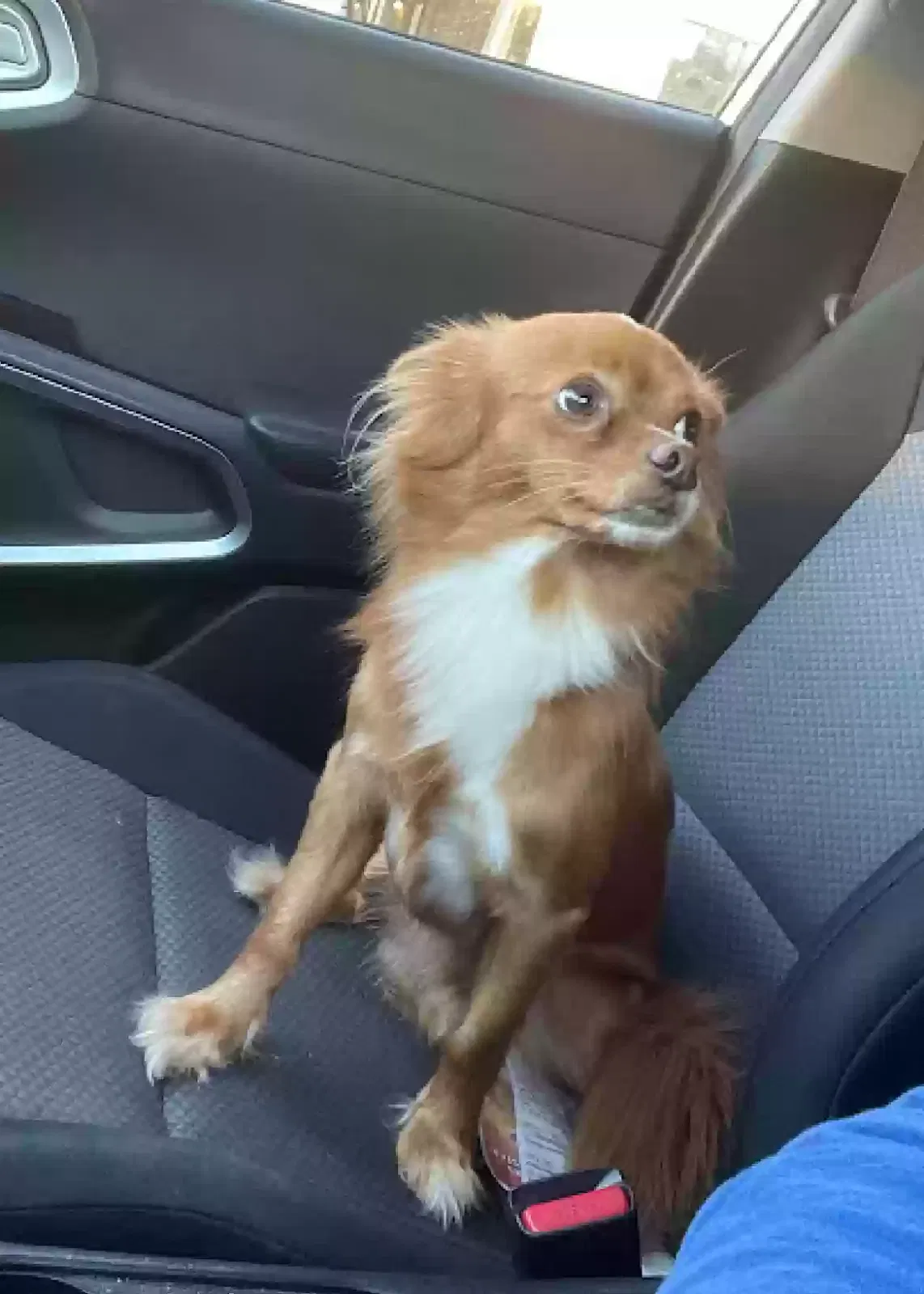 Lost dog in San Antonio, TX, 78213
