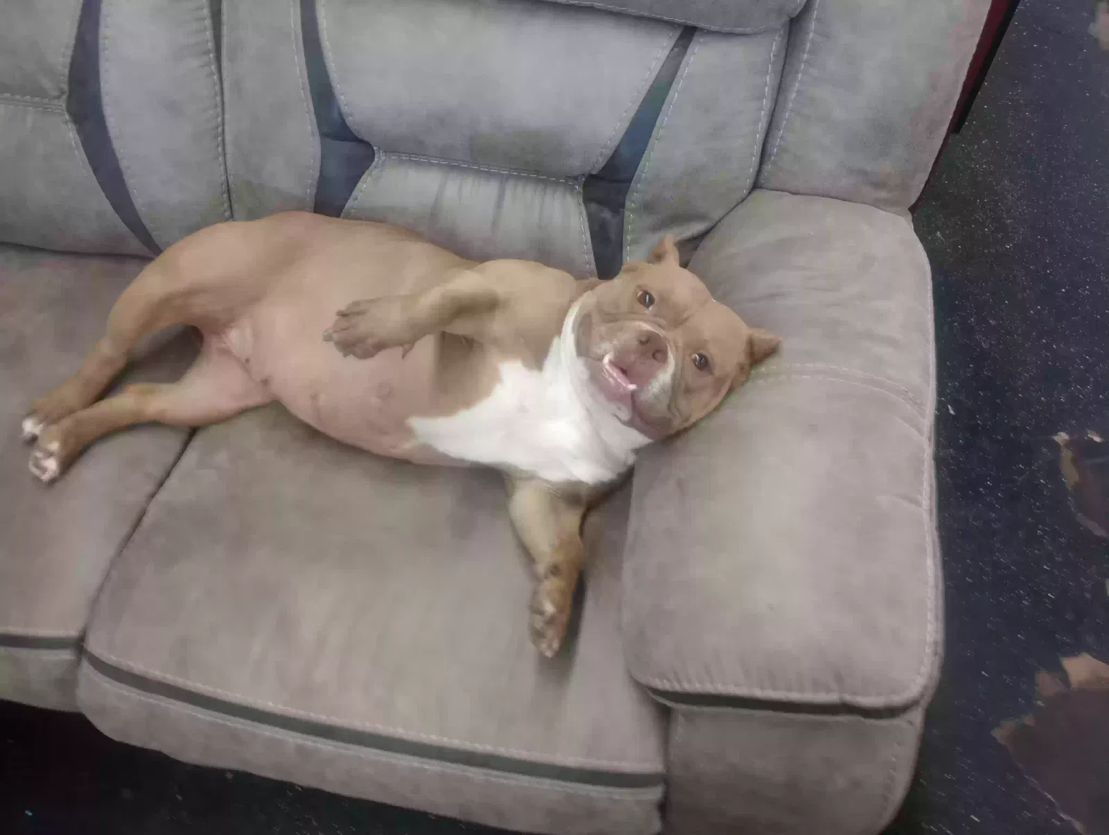 Lost dog in Phoenix, AZ, 85018