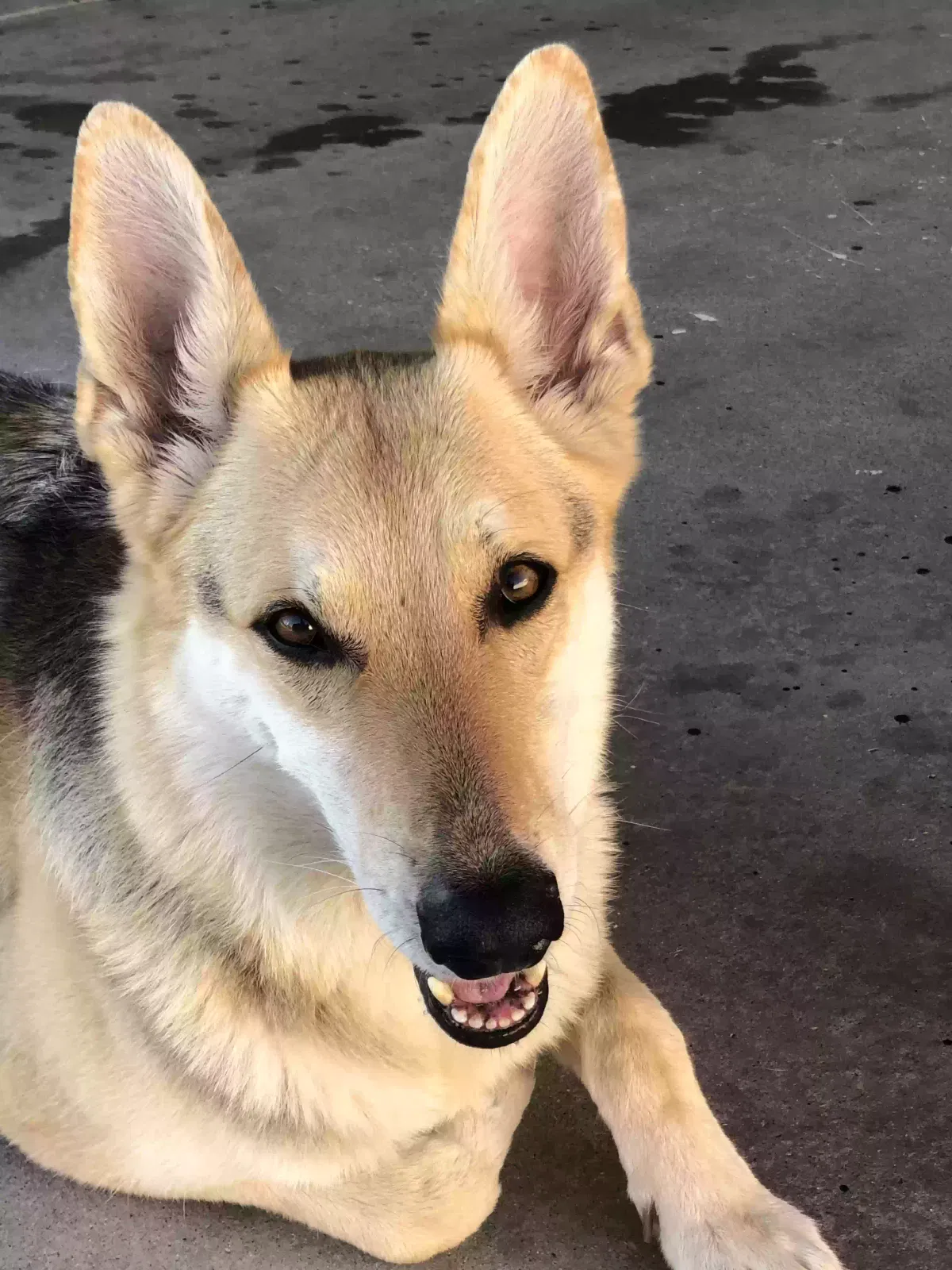 Lost dog in Rialto, CA, 92377