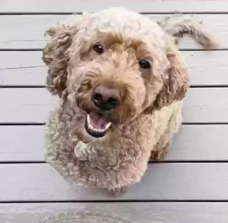 Lost dog in Huntsville, AL, 35806