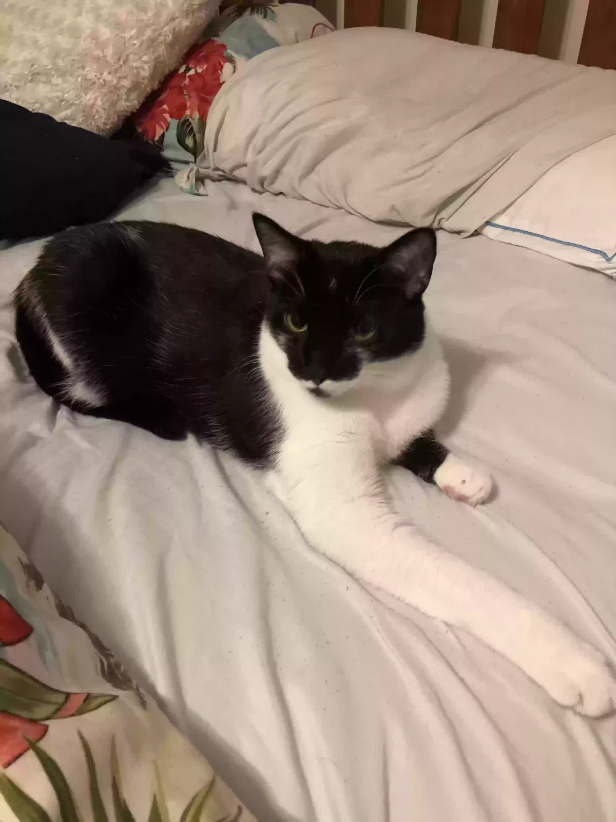 Lost cat in North Fort Myers, FL, 33917