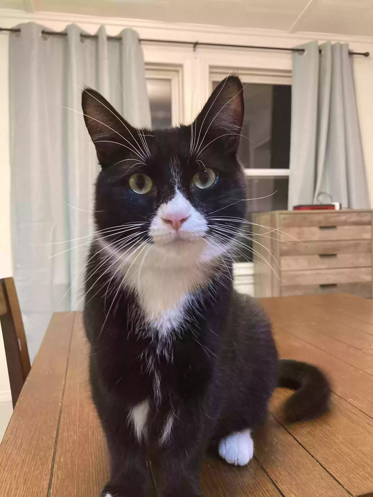 Lost cat in Winston Salem, NC, 27106