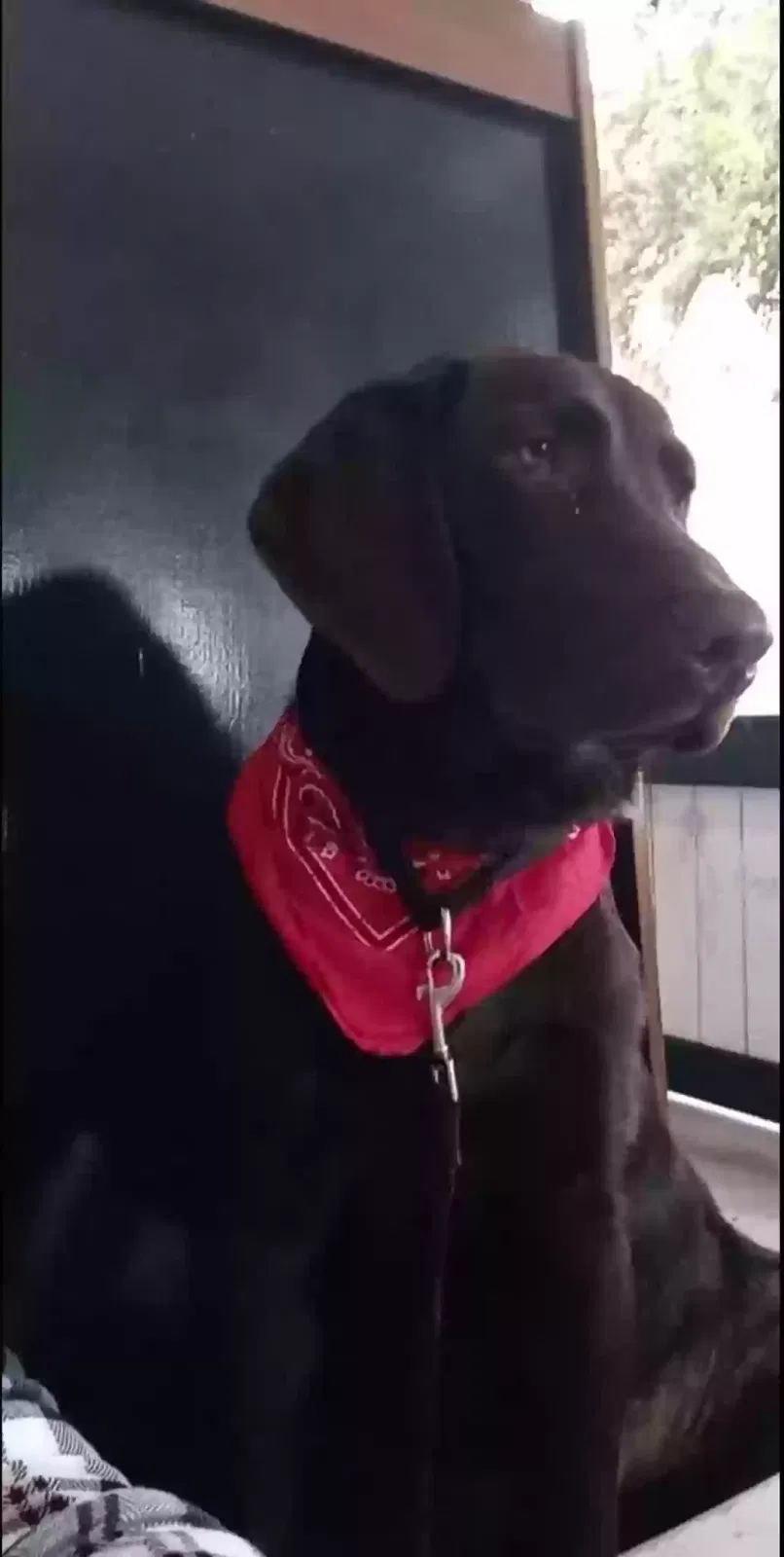 Lost dog in Winnsboro, SC, 29180