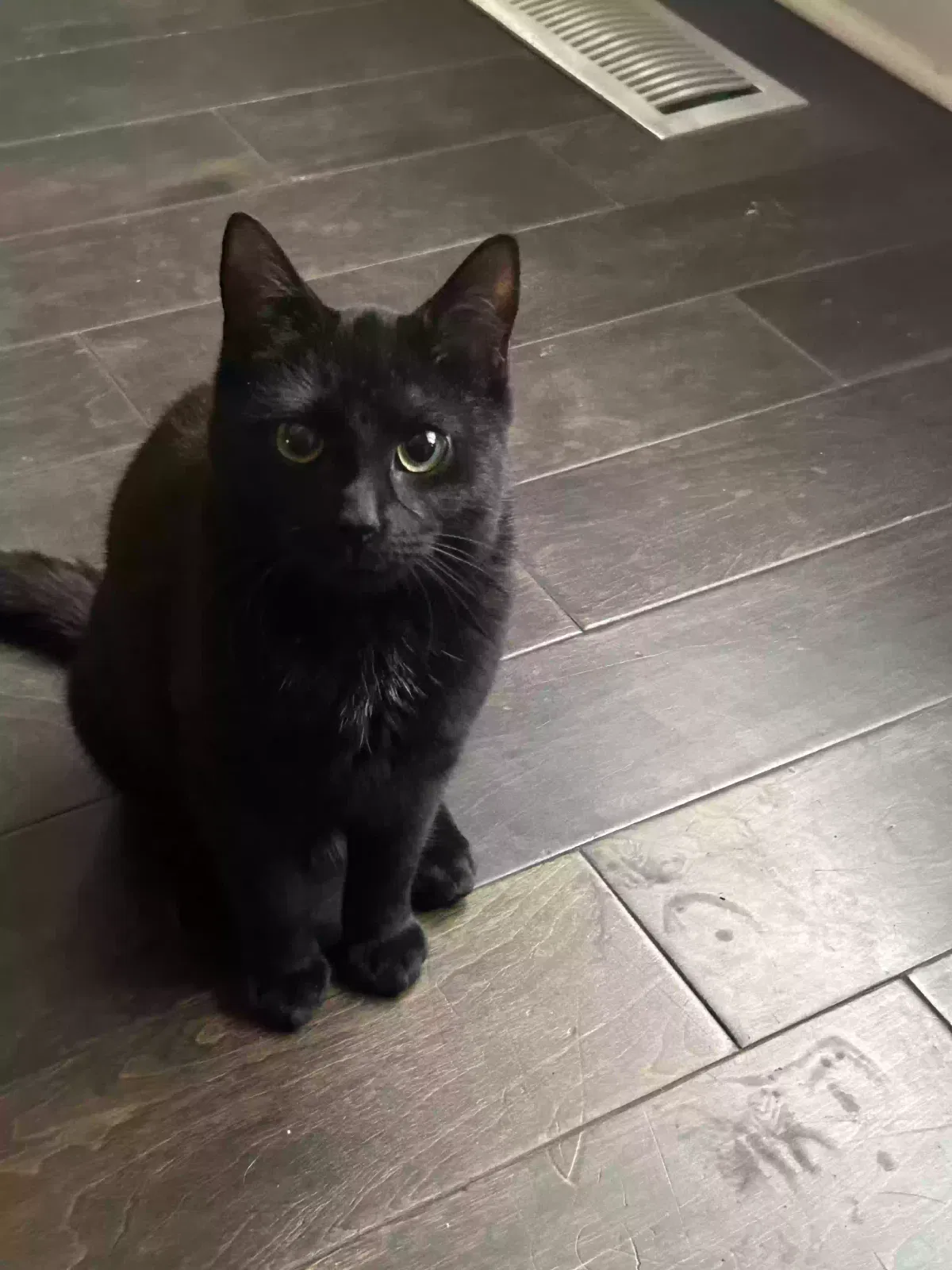 Lost cat in Baltimore, MD, 21224