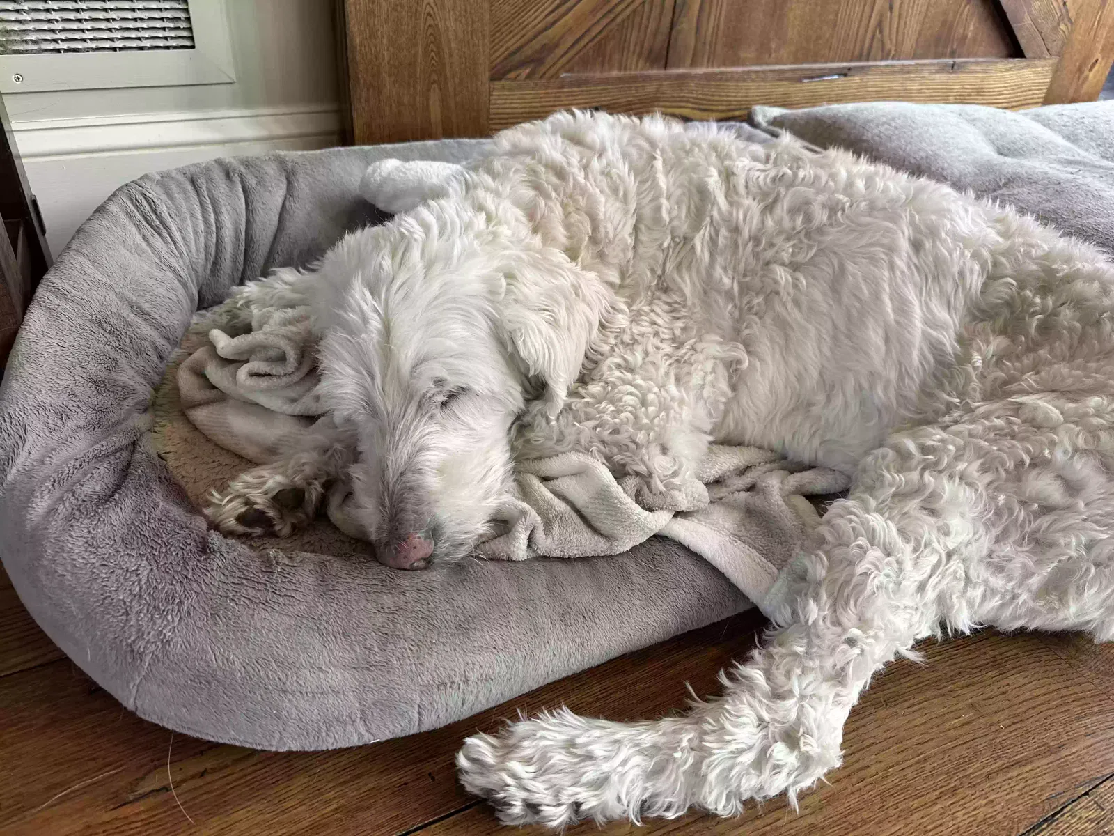Lost dog in Chadds Ford, PA, 19317