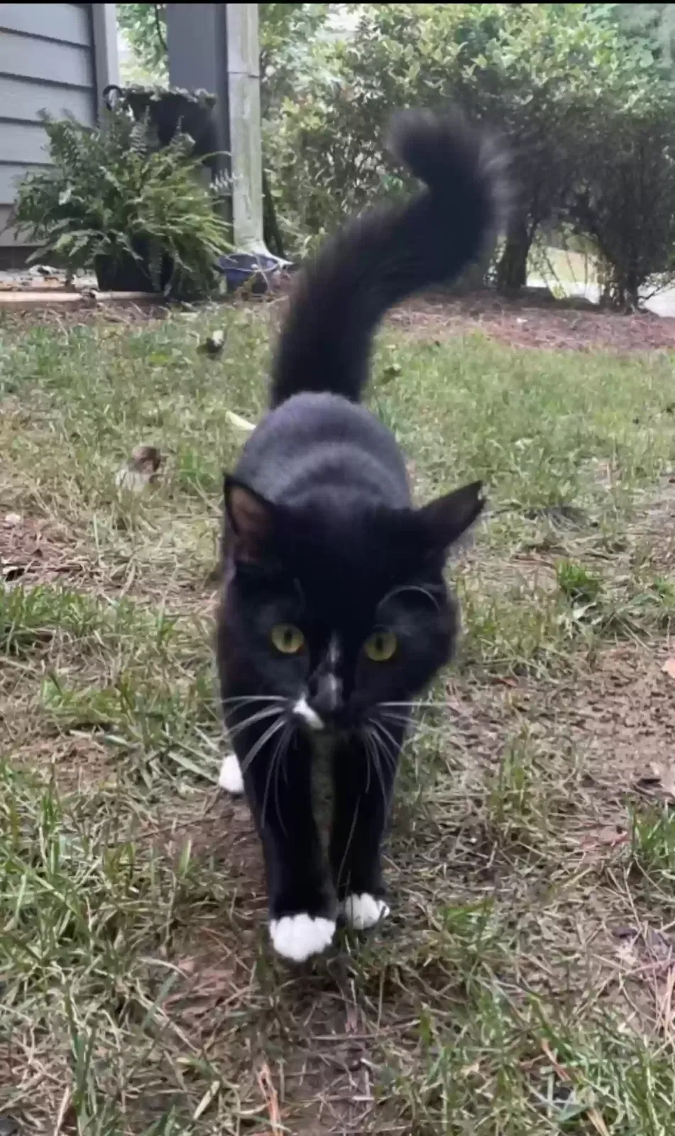 Lost cat in Atlanta, GA, 30340