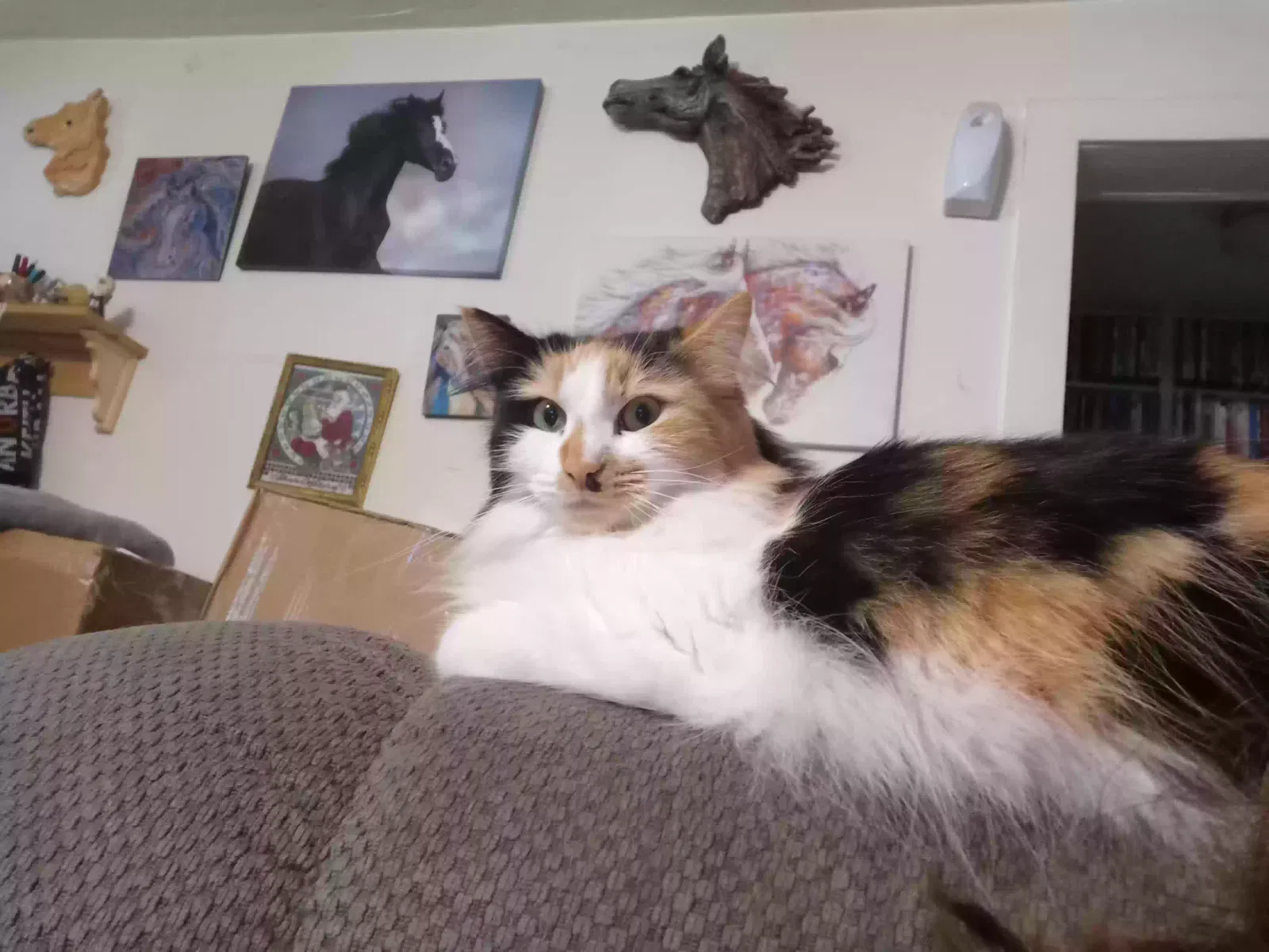 Lost cat in Springfield, OR, 97477