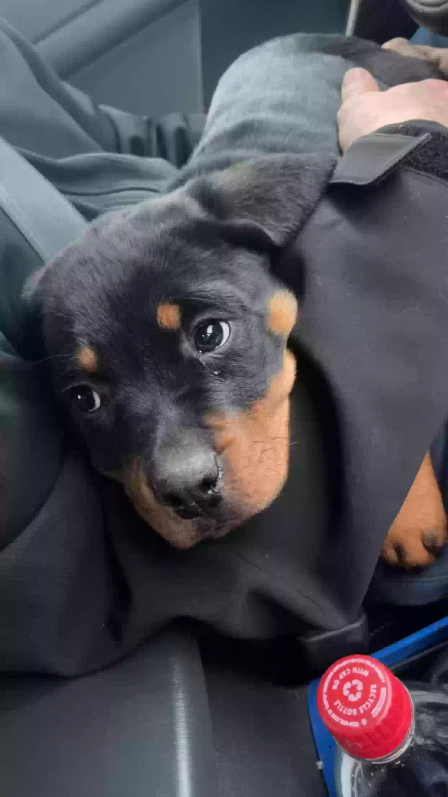 Lost dog in Liberty, NC, 27298