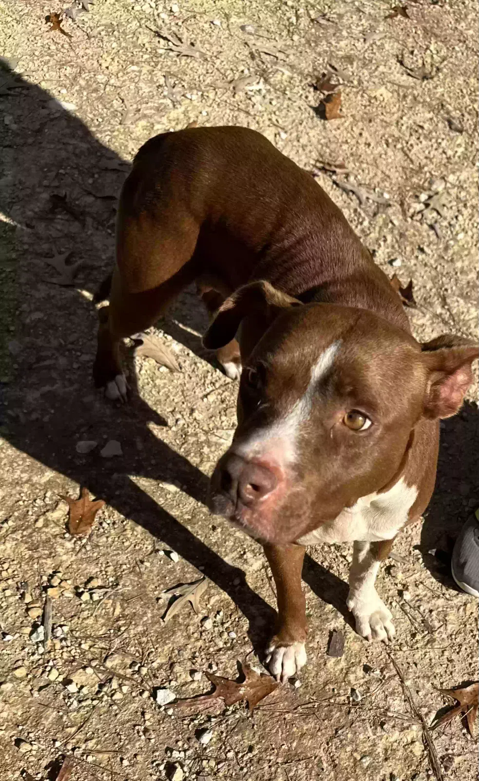 Found dog in Woodville, TX, 75979