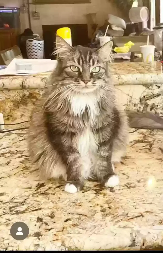 Lost cat in Las Vegas, NV, 89117