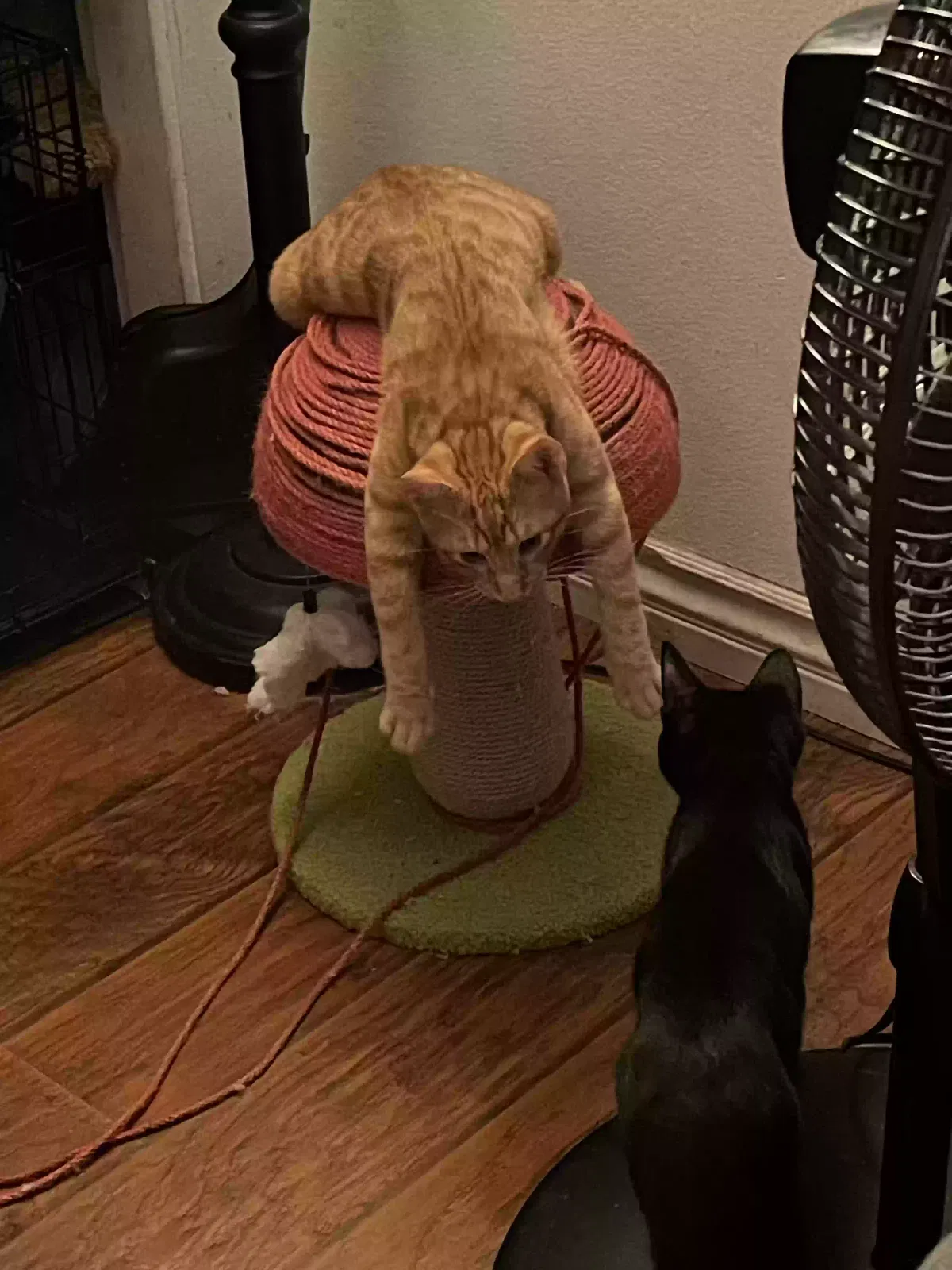 Lost cat in Port Hueneme, CA, 93041