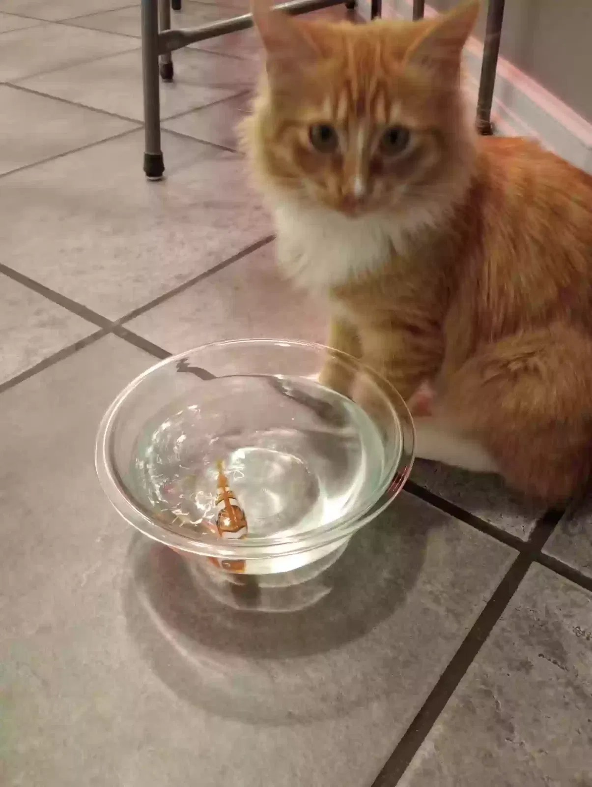Lost cat in Knoxville, TN, 37914