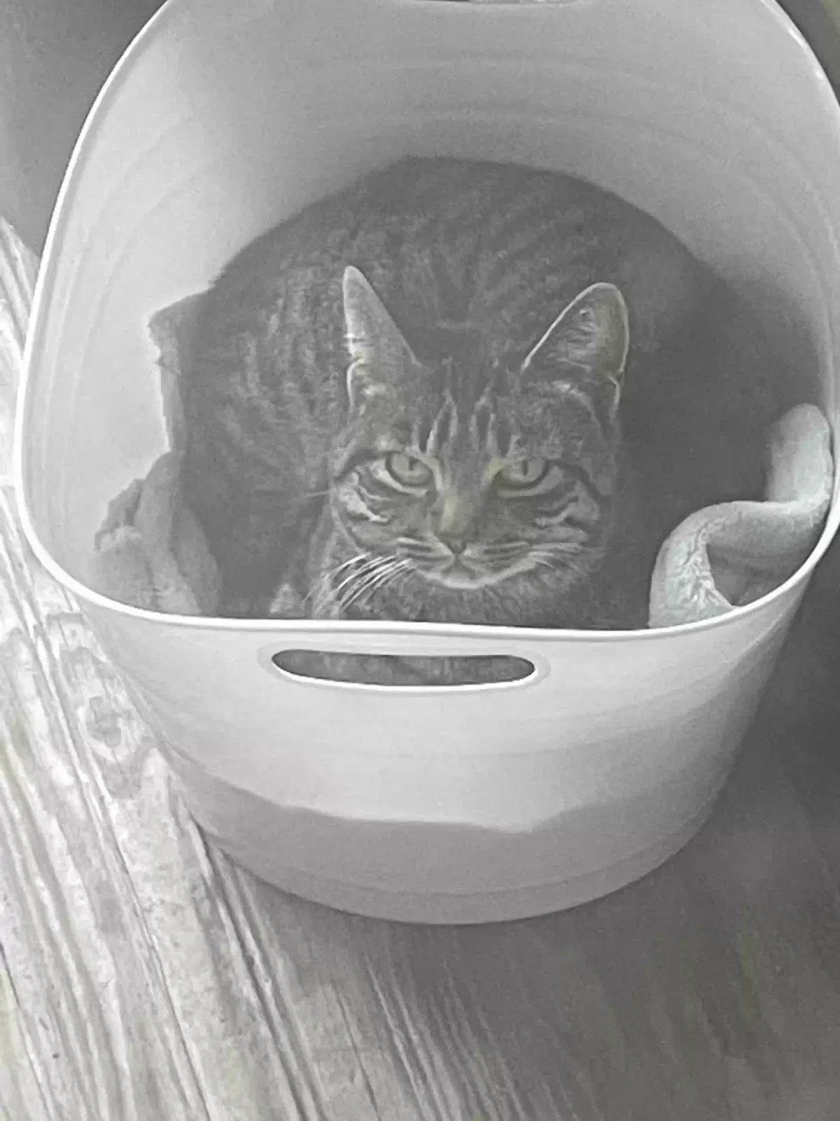 Found cat in Linden, TX, 75563