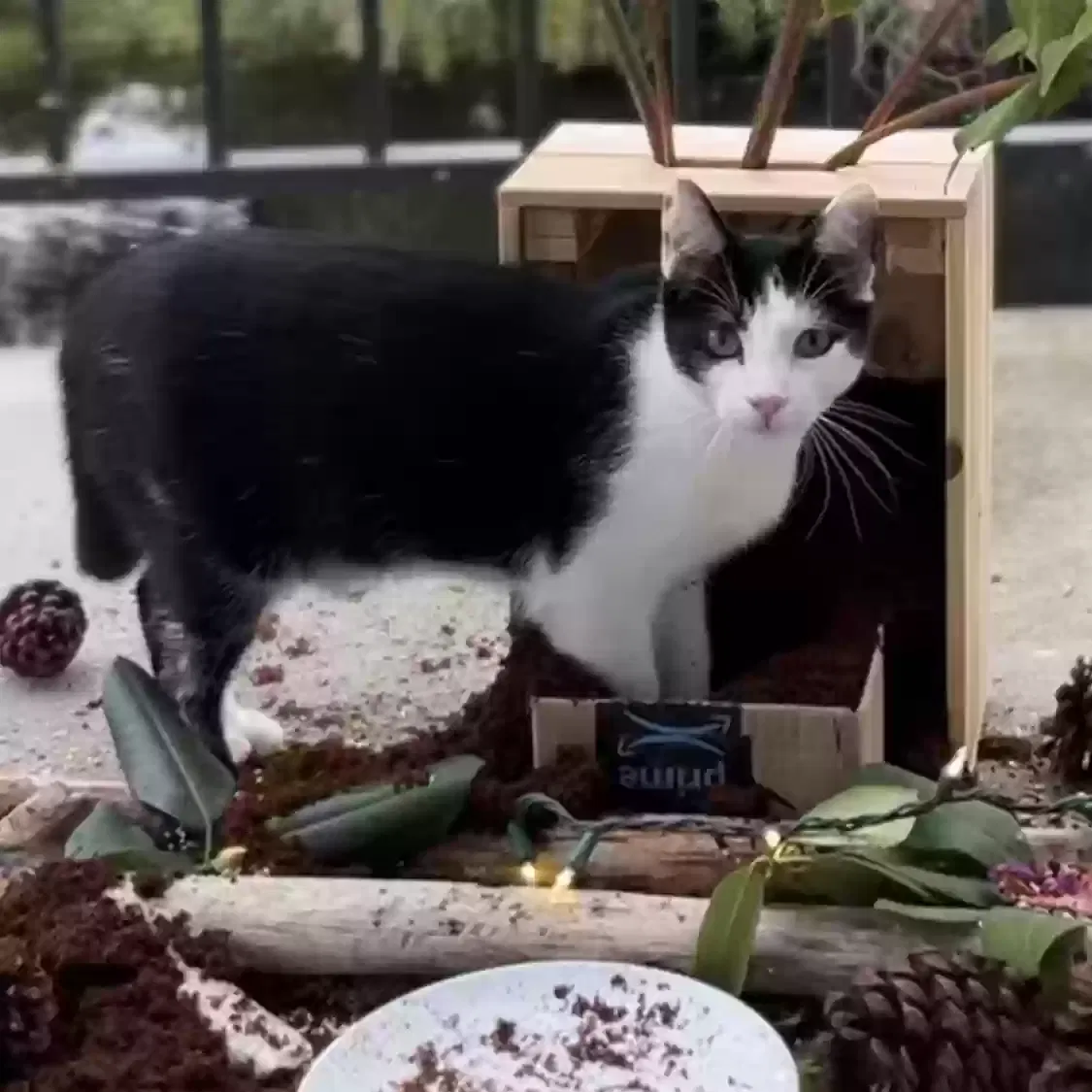 Lost cat in Tacoma, WA, 98422