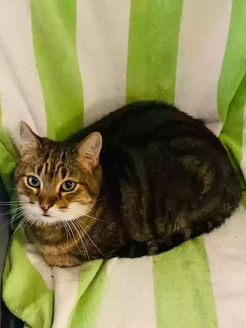 Lost cat in Lutz, FL, 33558