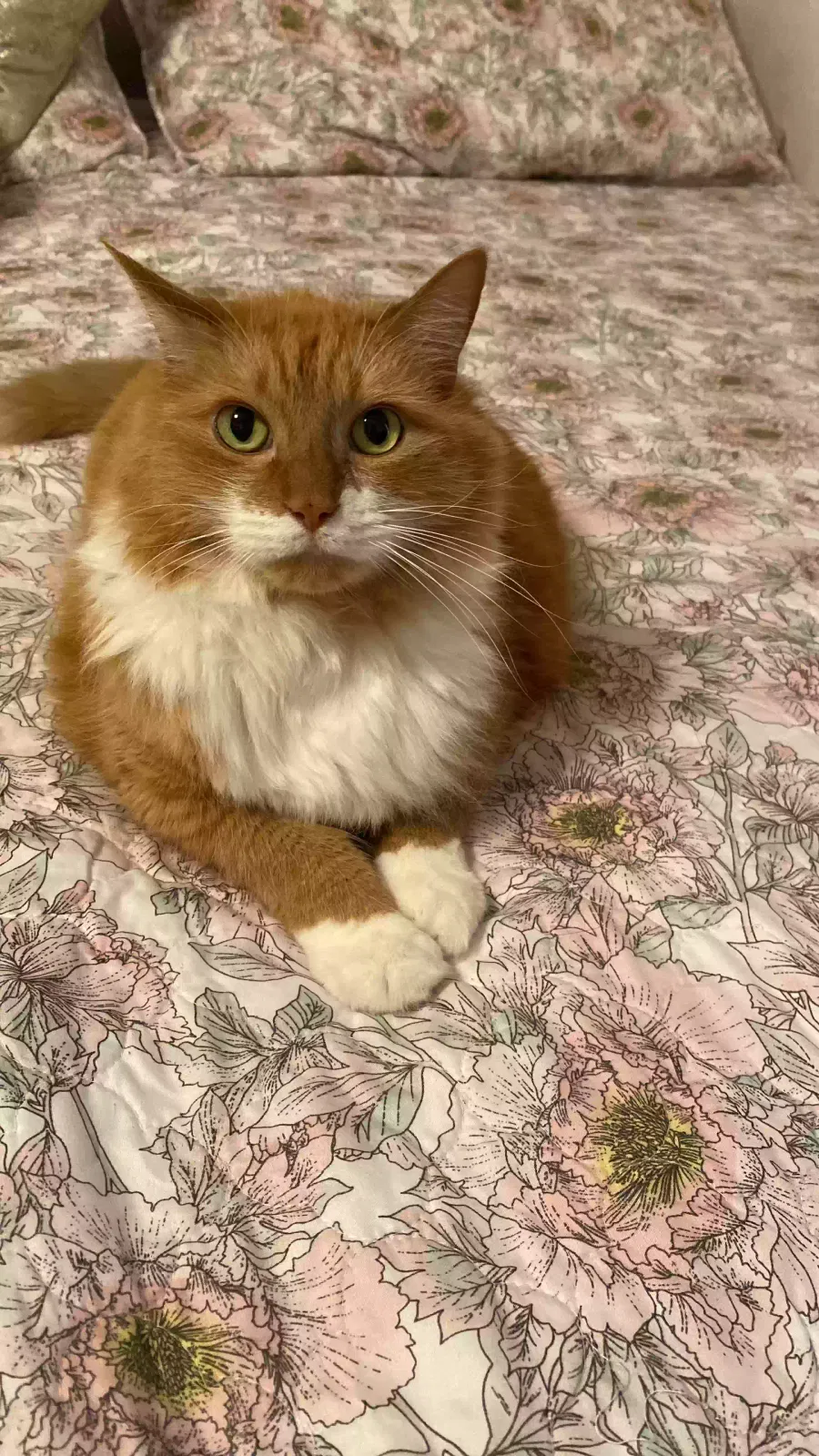 Lost cat in Port Orange, FL, 32129