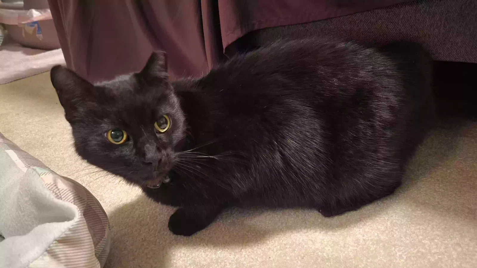Lost cat in Plano, TX, 75025