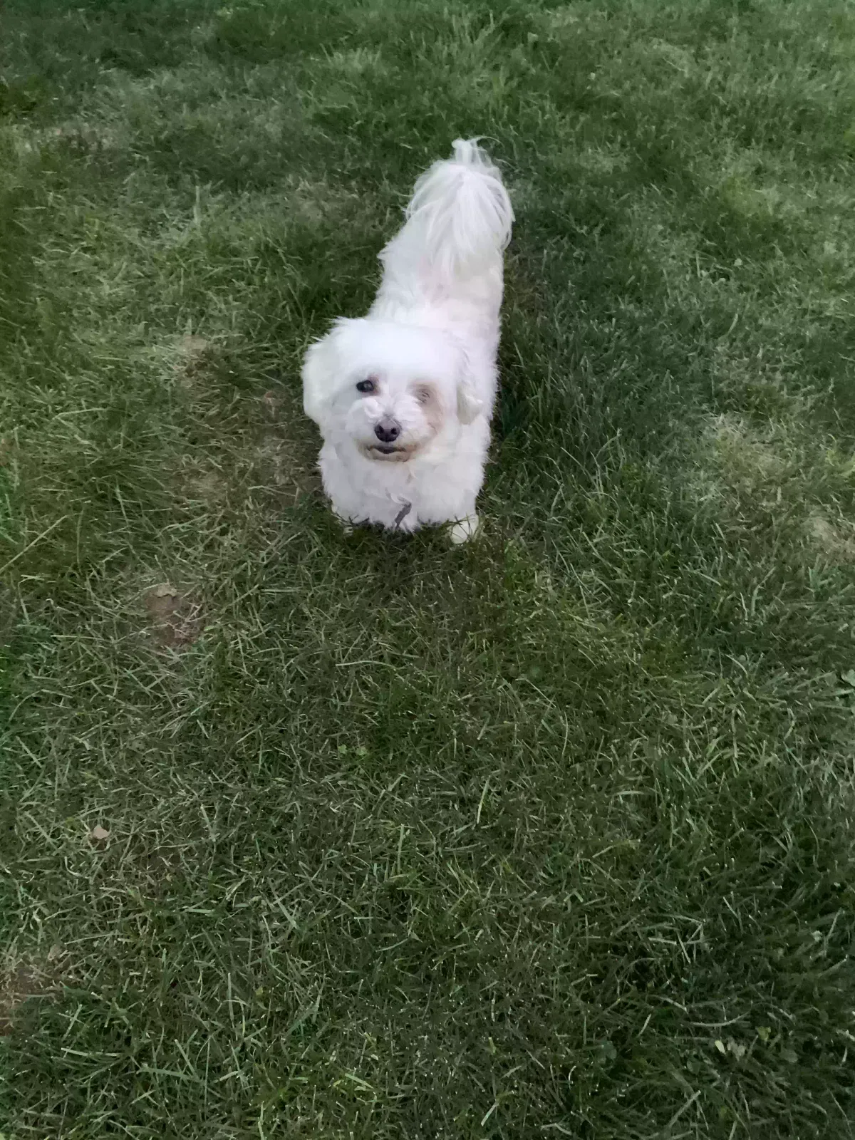 Lost dog in Indianapolis, IN, 46222