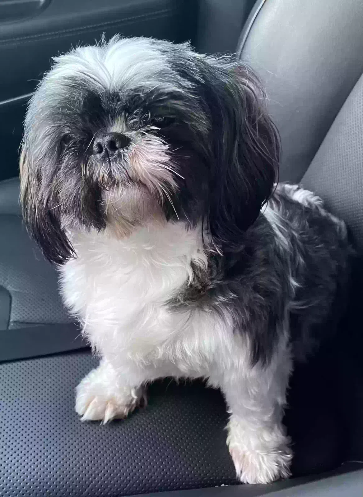 Lost dog in Houston, TX, 77040