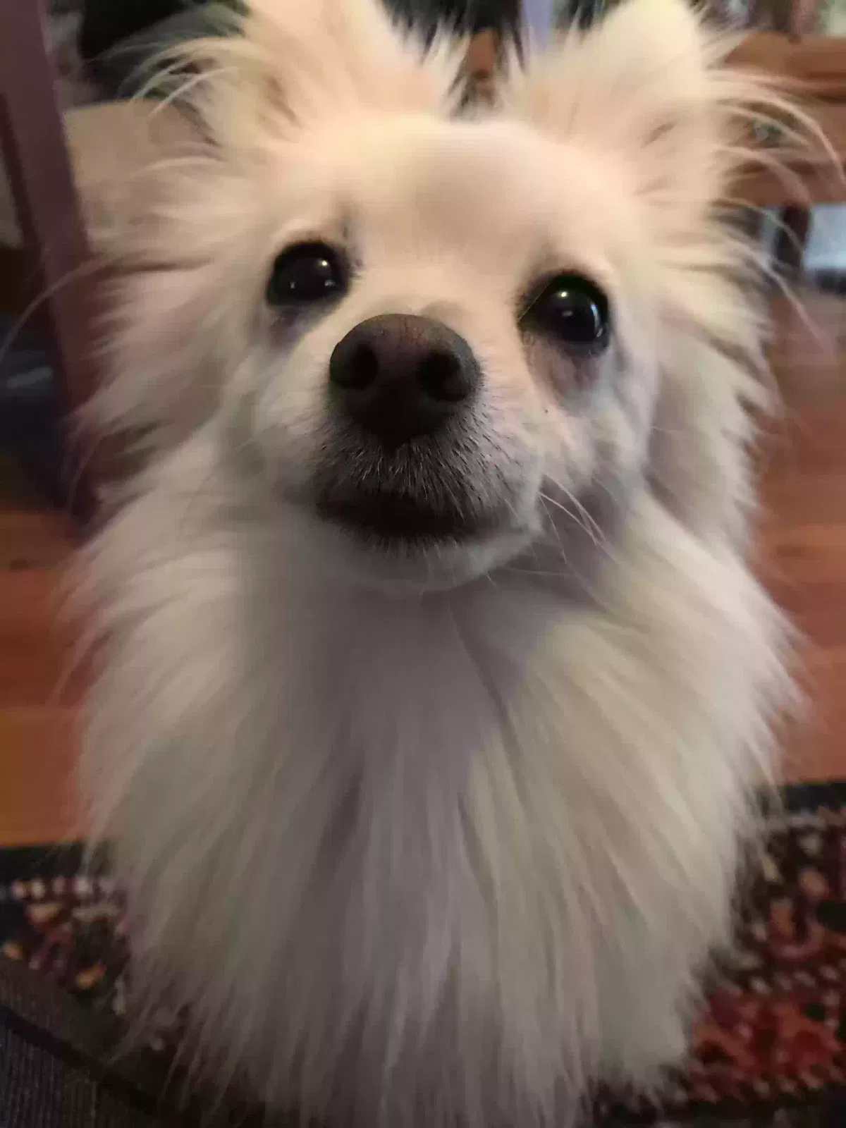 Lost dog in Durham, NC, 27713