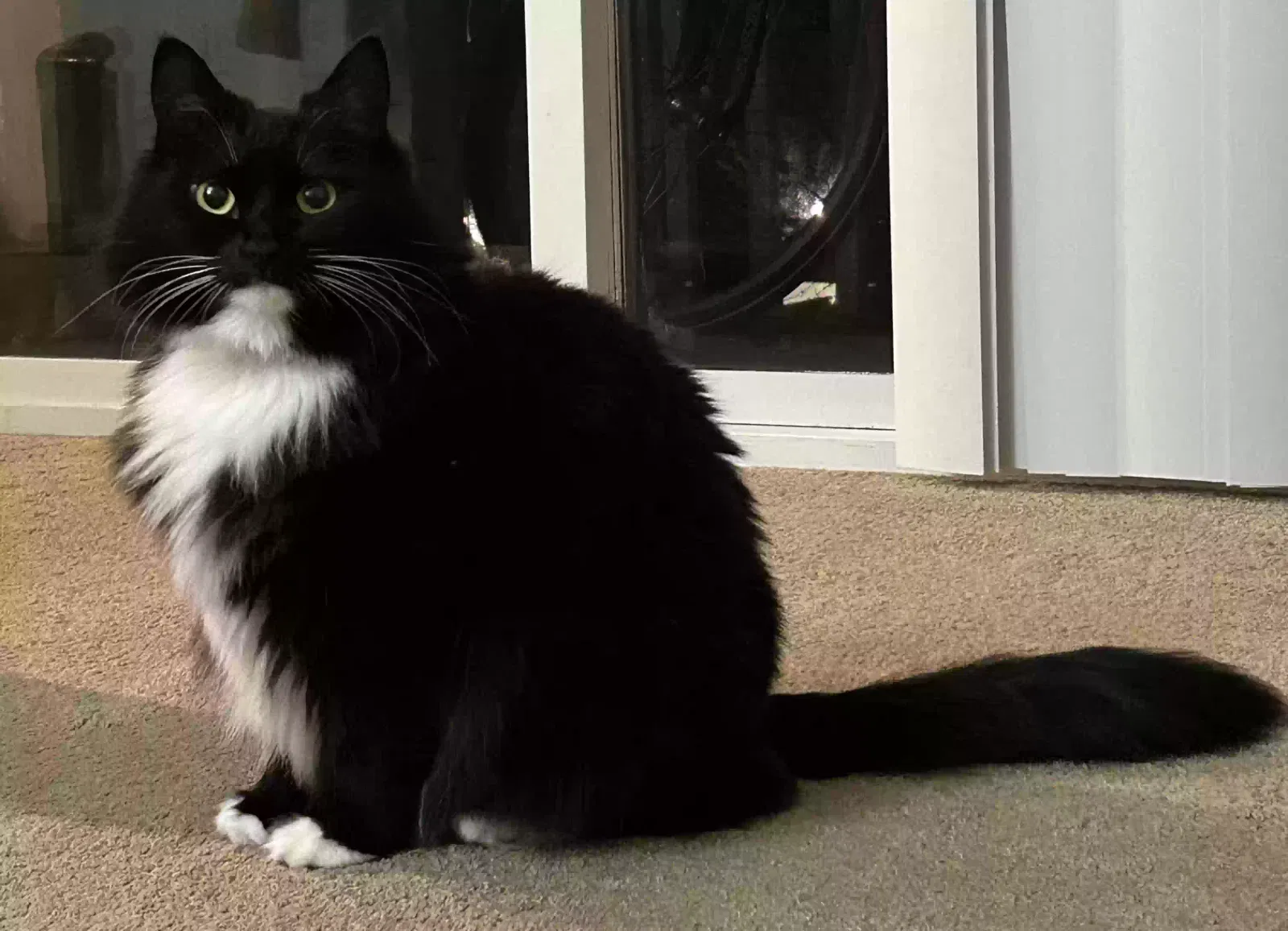 Lost cat in Corvallis, OR, 97333