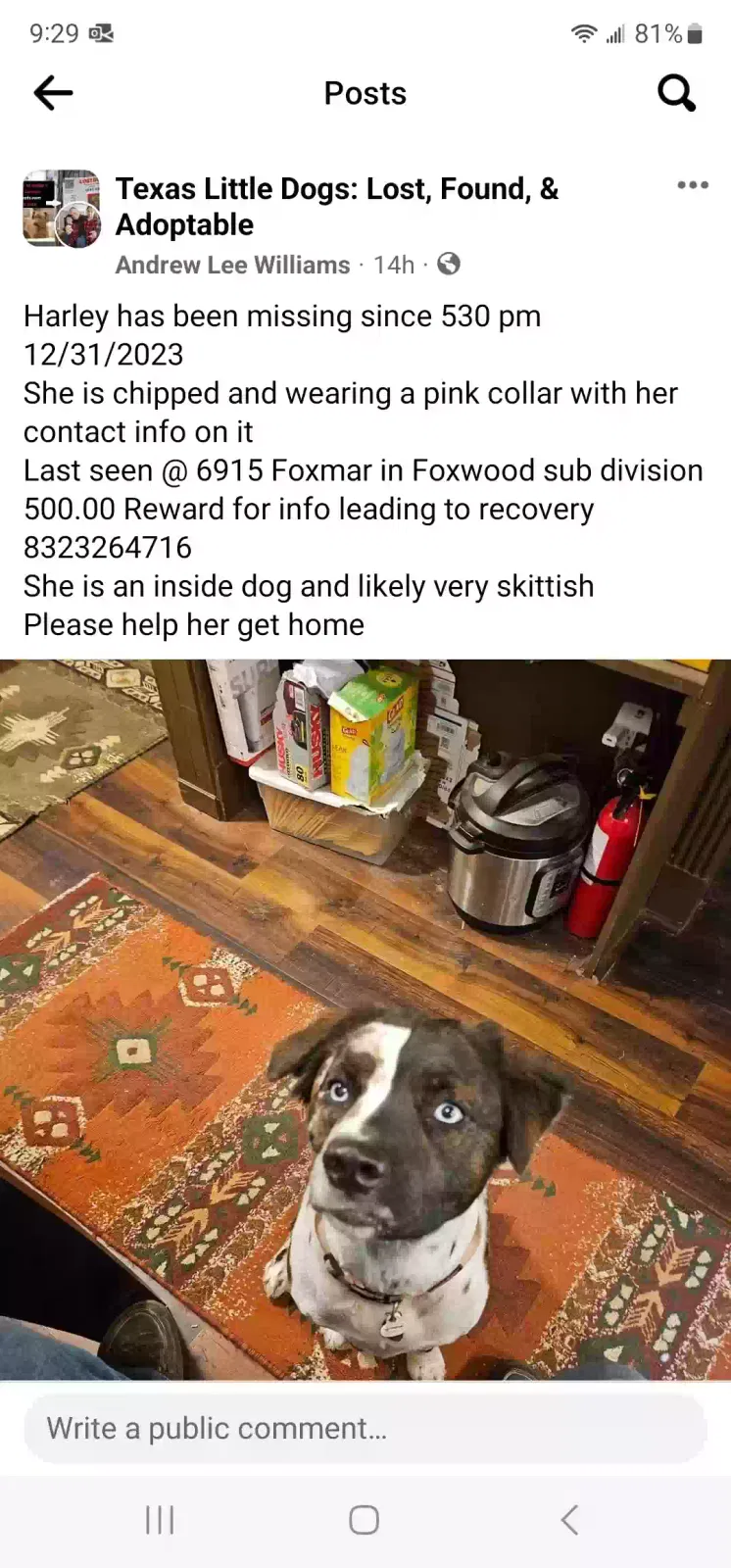 Lost dog in Humble, TX, 77338
