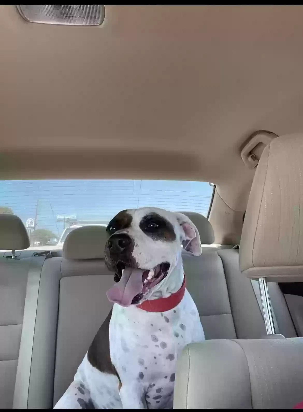 Lost dog in Converse, TX, 78109