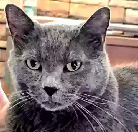 Lost cat in Oklahoma City, OK, 73120
