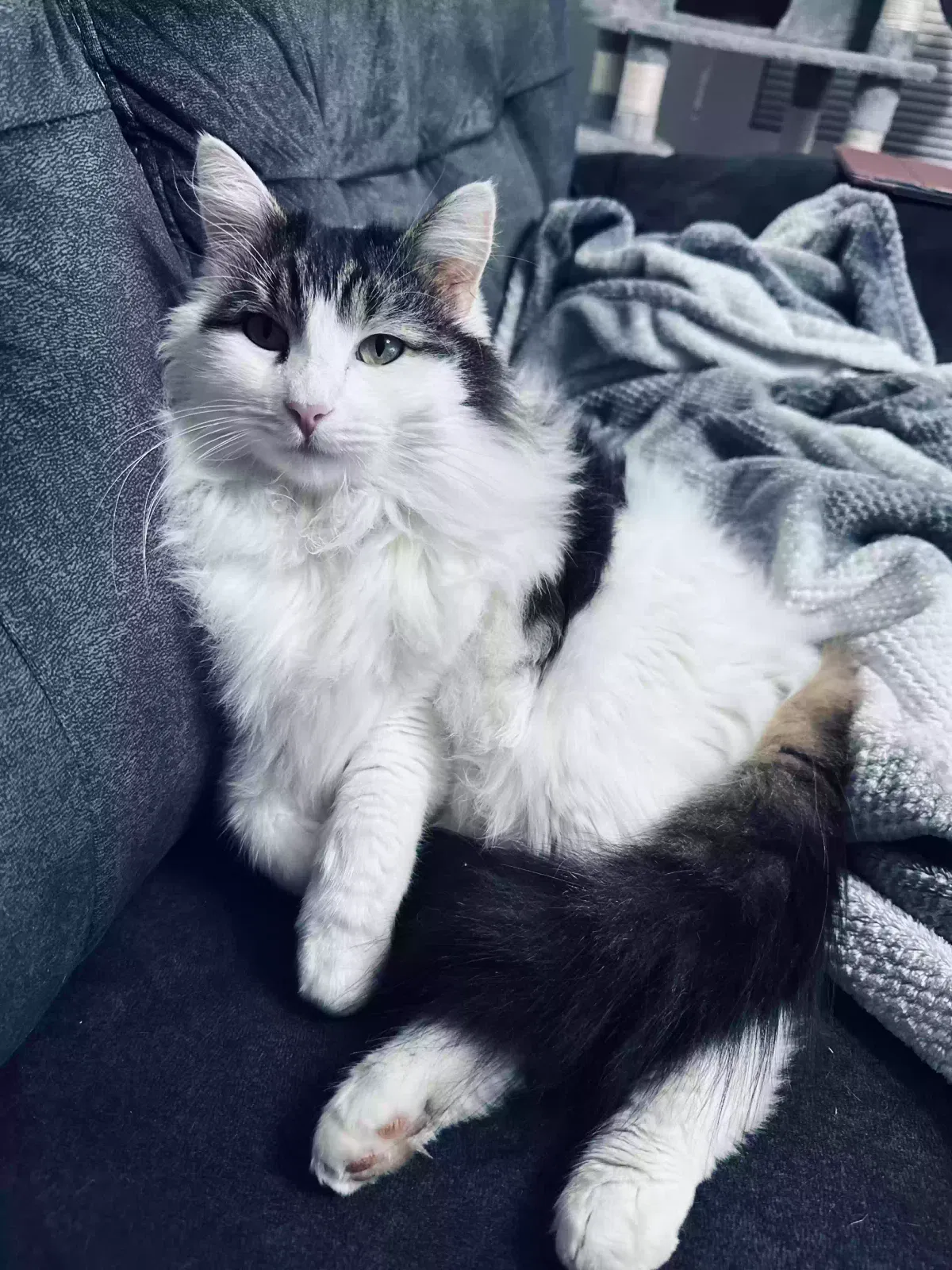 Lost cat in Visalia, CA, 93291
