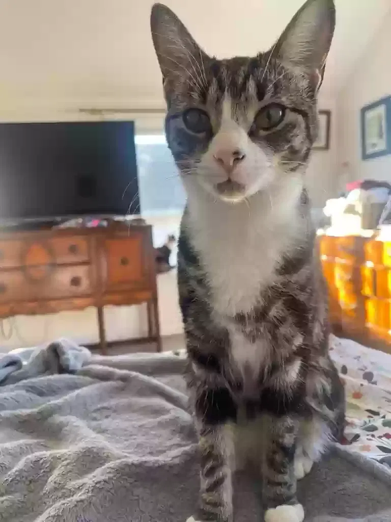 Lost cat in Newark, NJ, 7105